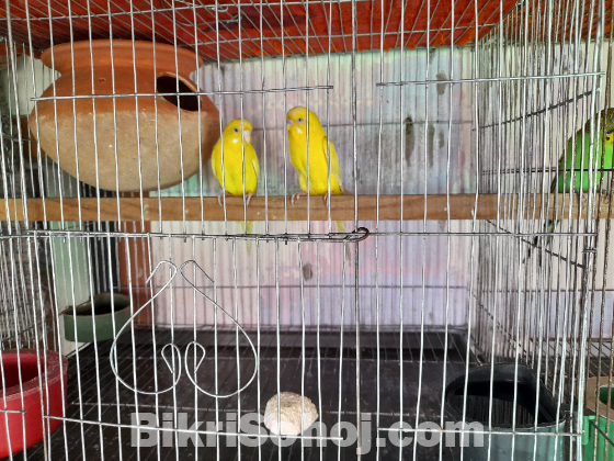 1 জোড়া রানিং লুটিনো মাস্টার পেয়ার